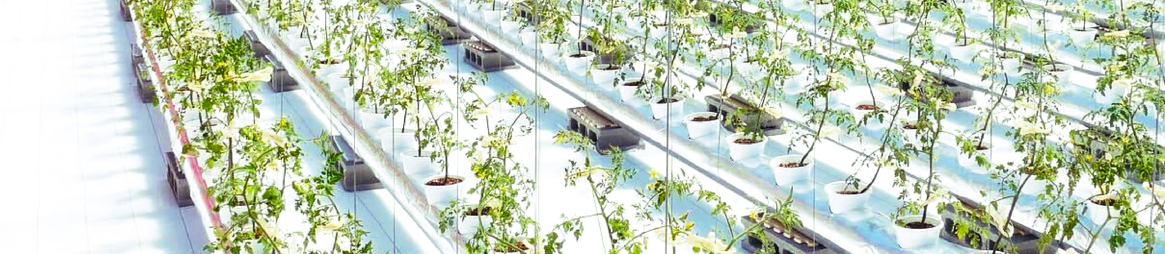 hydroponic